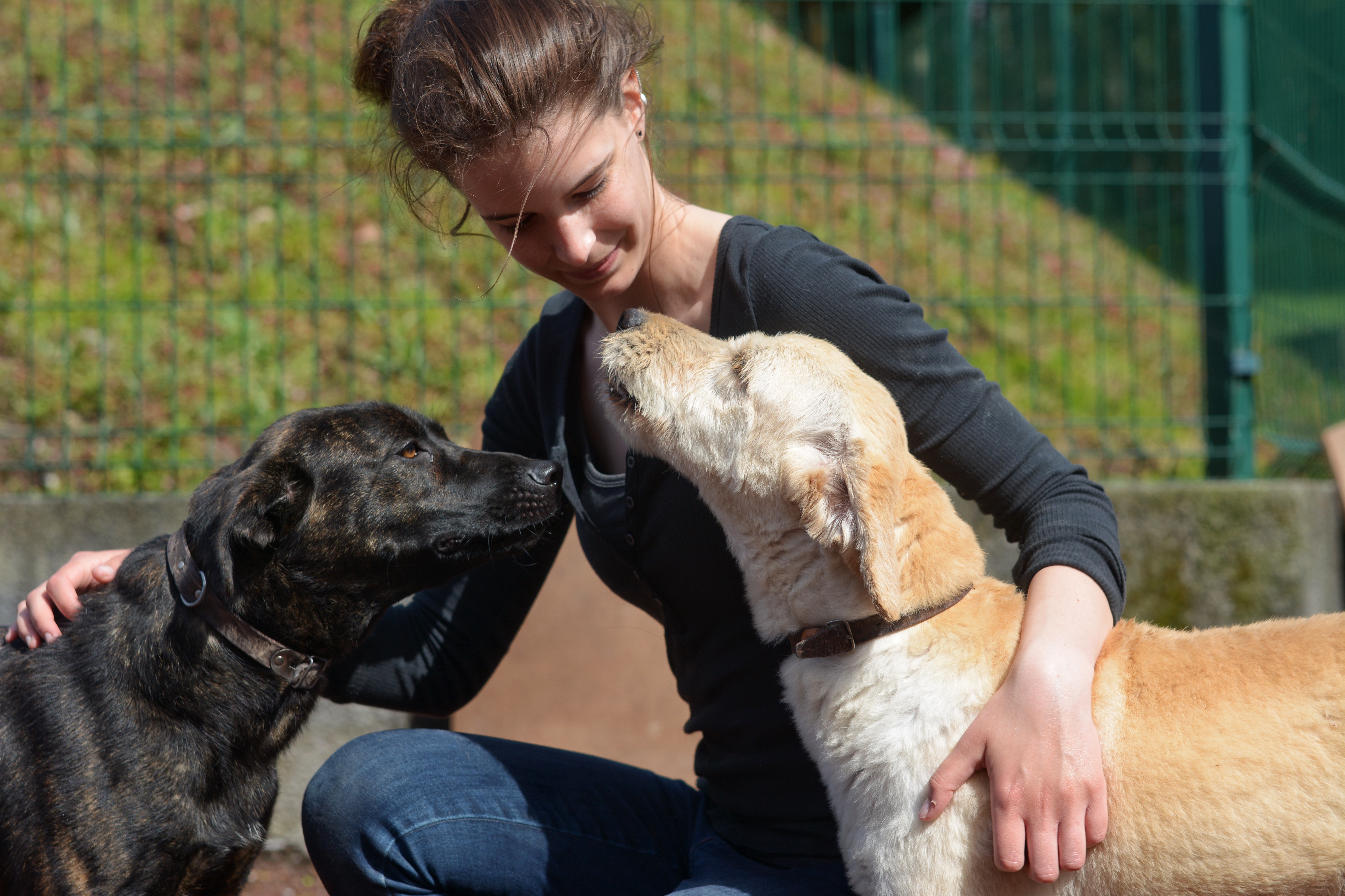 1, 2, 3… 7 Picodogs adopted in Germany during Year 2017!